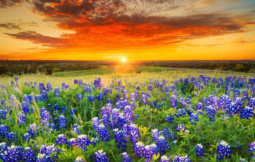 Stock image of orange sunset over a field of purple flowers